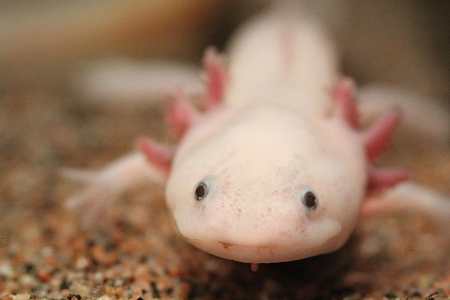 A real wild axolotl from Lake Xochimilco